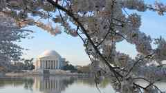 Jefferson memorial at cherry
