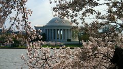 Jefferson memorial in cherry