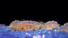 Jelly any clockwork orange