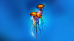 Jellyfish