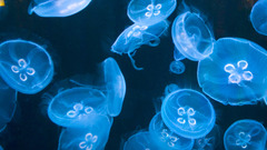 Jellyfish