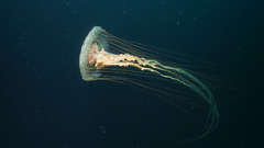 Jellyfish