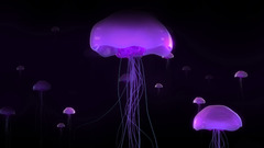 Jellyfish