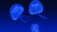 Jellyfish