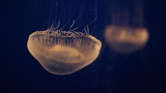 Jellyfish