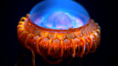 Jellyfish