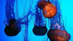 Jellyfish