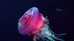 Jellyfish