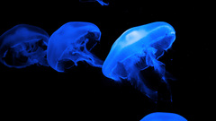 Jellyfish