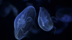 Jellyfish