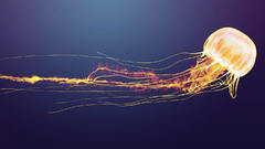 Jellyfish