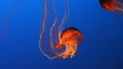 Jellyfish