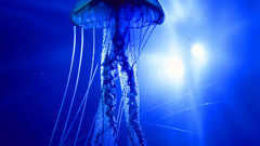 Jellyfish