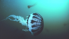 Jellyfish