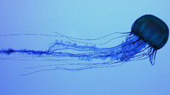Jellyfish