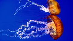 Jellyfish