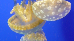 Jellyfish
