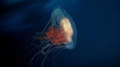 Jellyfish