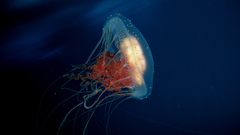 Jellyfish