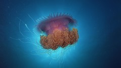 Jellyfish