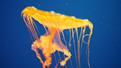 Jellyfish