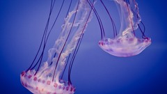Jellyfish