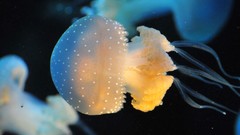 Jellyfish