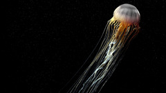 Jellyfish