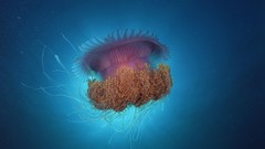 Jellyfish