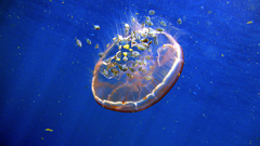 Jellyfish Aquarium and Fish