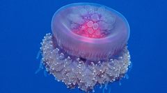 Jellyfish Aquarium and Fish