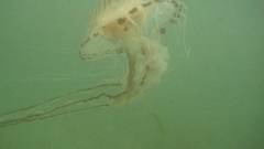 Jellyfish Aquarium and Fish