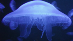 Jellyfish Aquarium and Fish