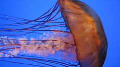 Jellyfish Aquarium and Fish