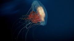 Jellyfish Aquarium and Fish