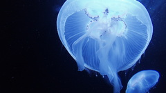 Jellyfish Aquarium and Fish