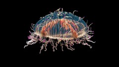 Jellyfish black background Sea Life