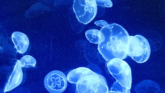 Jellyfish by high Aquarium