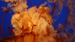 Jellyfish depth of field