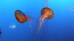 Jellyfish high