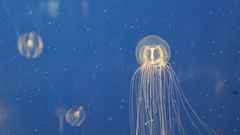 Jellyfish high