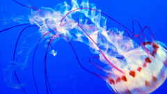 Jellyfish high Aquarium and