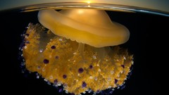 Jellyfish horizon national geographic