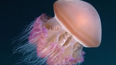 Jellyfish Indonesia