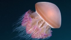 Jellyfish Indonesia underwater
