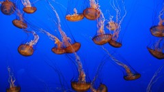 Jellyfish jelly fish Aquarium