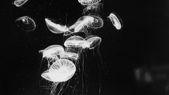 Jellyfish monochrome