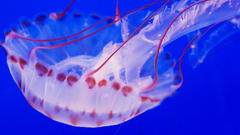 Jellyfish Simple Background