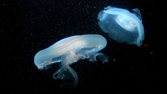 Jellyfish underwater