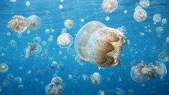 Jellyfish underwater
